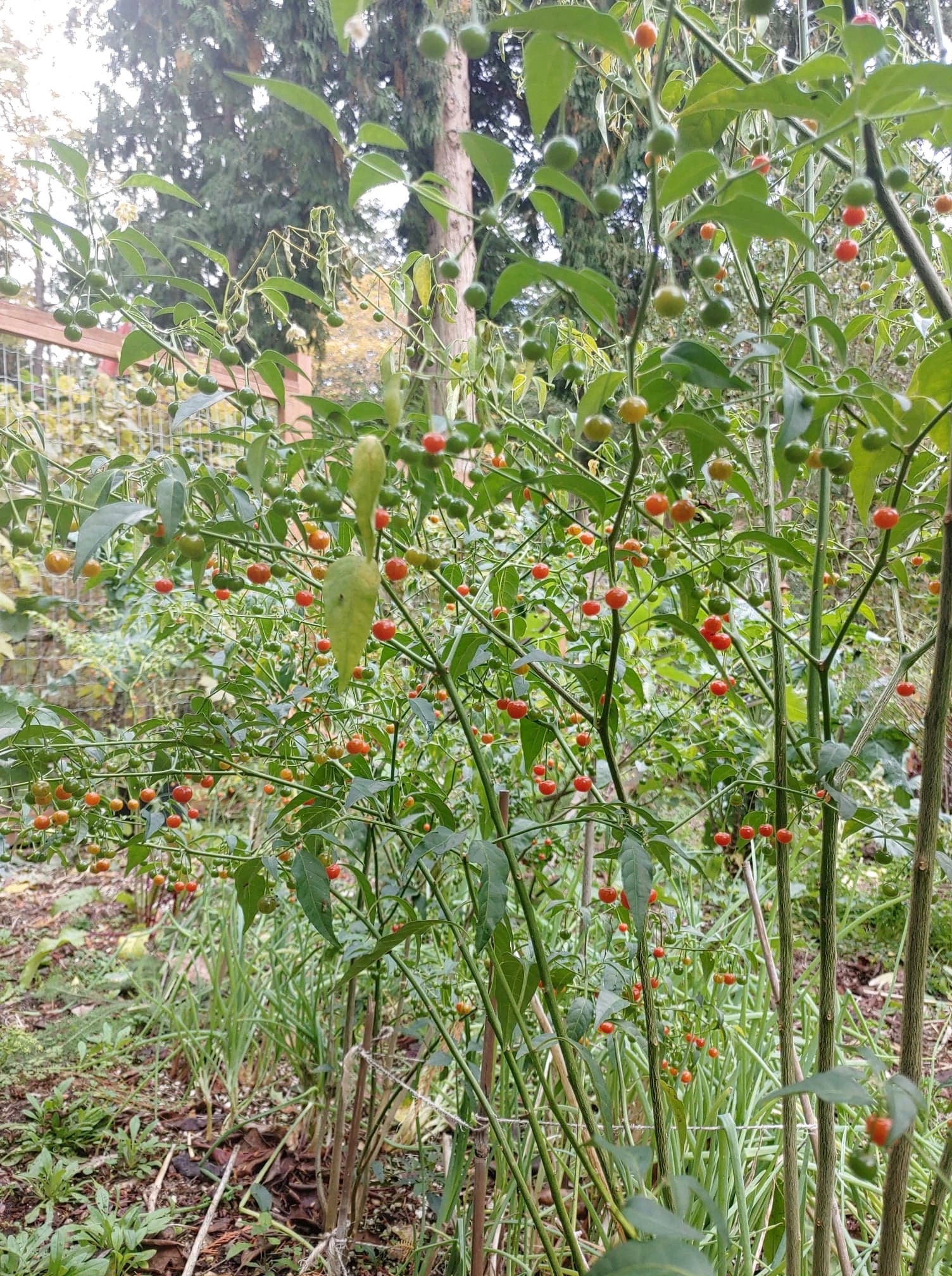 Cold Hardy Chili Pepper Seeds Capsicum Flexuosum Aka Etsy Canada