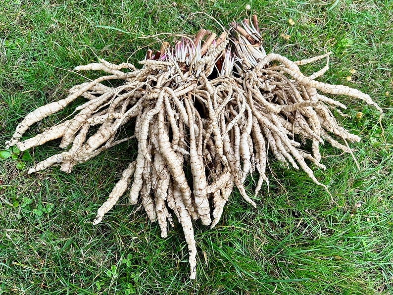 Skirret Seeds Sium Sisarum Rare, Delicious, and Perennial Vegetable image 5