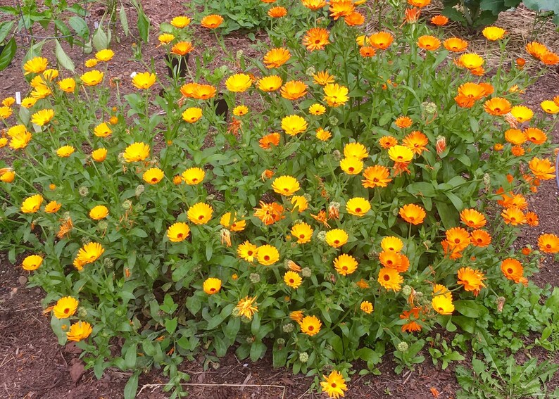 Calendula Seeds Calendula Officinalis var. Resina image 2