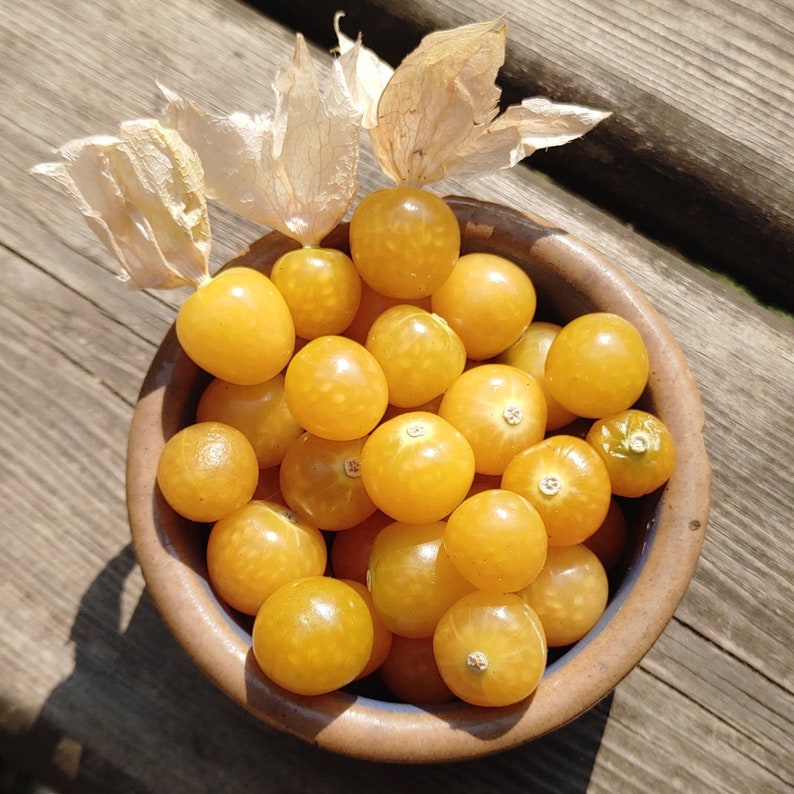 Aunt Molly's Groundcherry Physalis Pruinosa Super Sweet & Abundant image 1