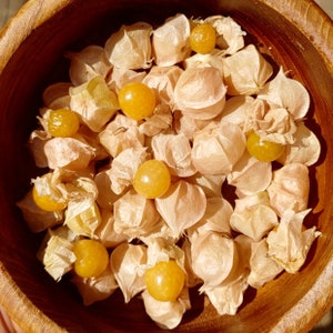 Aunt Molly's Groundcherry Physalis Pruinosa Super Sweet & Abundant image 3