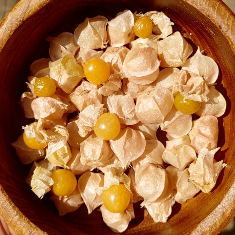 Aunt Molly's Groundcherry Physalis Pruinosa Super Sweet & Abundant image 3