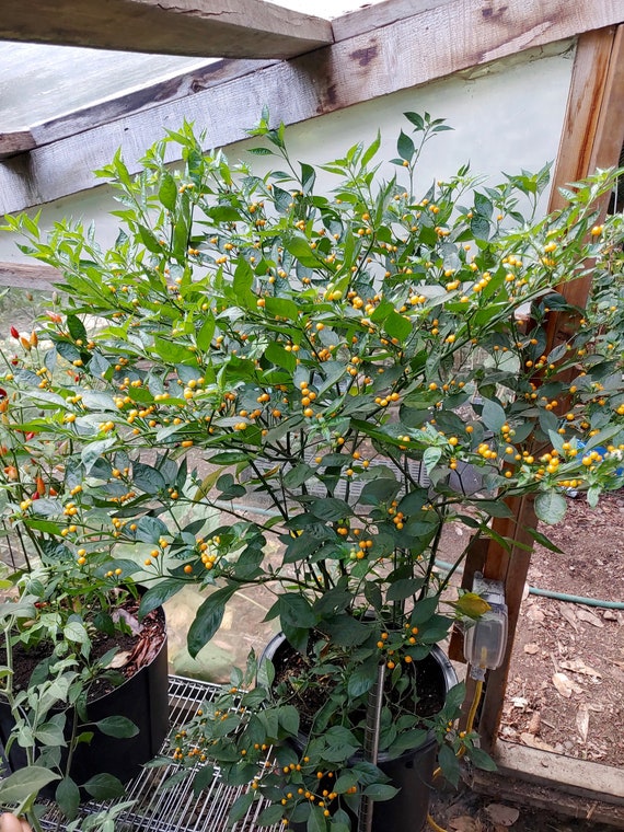 Aji Charapita Pepper Seeds - Capsicum Chinense - Delicious & Semi-wild -  Etsy Norway