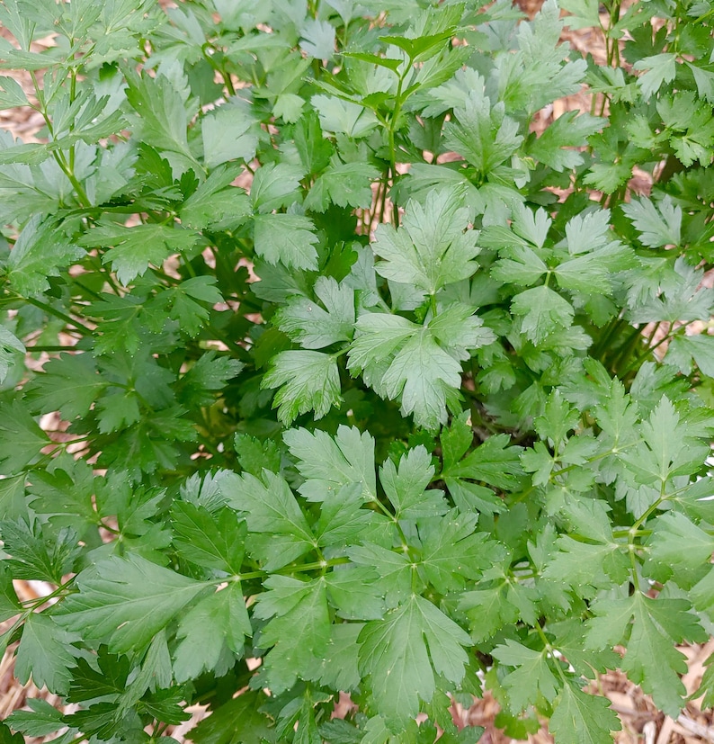Italian Flat Leaf Parsley Seeds Petroselinum Crispum Etsy