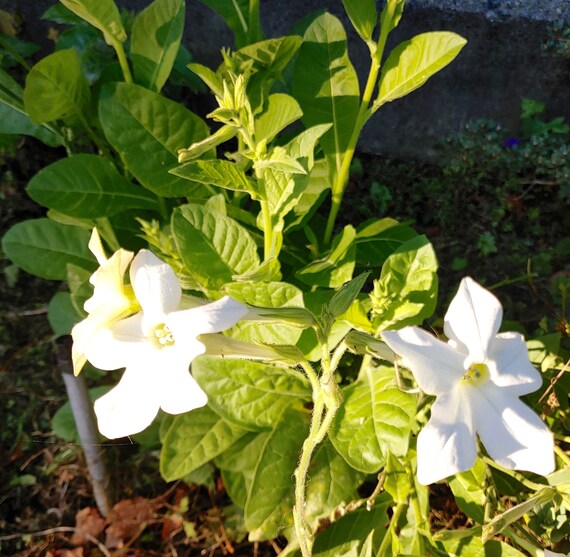 Free Shipping Grow Your Own Open Pollinated Flower Seeds Nicotiana alata Non GMO Jasmine Flowering Tobacco Naturally Grown Free Shipping Grow Your Own Open Pollinated Flower Seeds Nicotiana alata Non GMO Jasmine Flowering Tobacco Naturally Grown