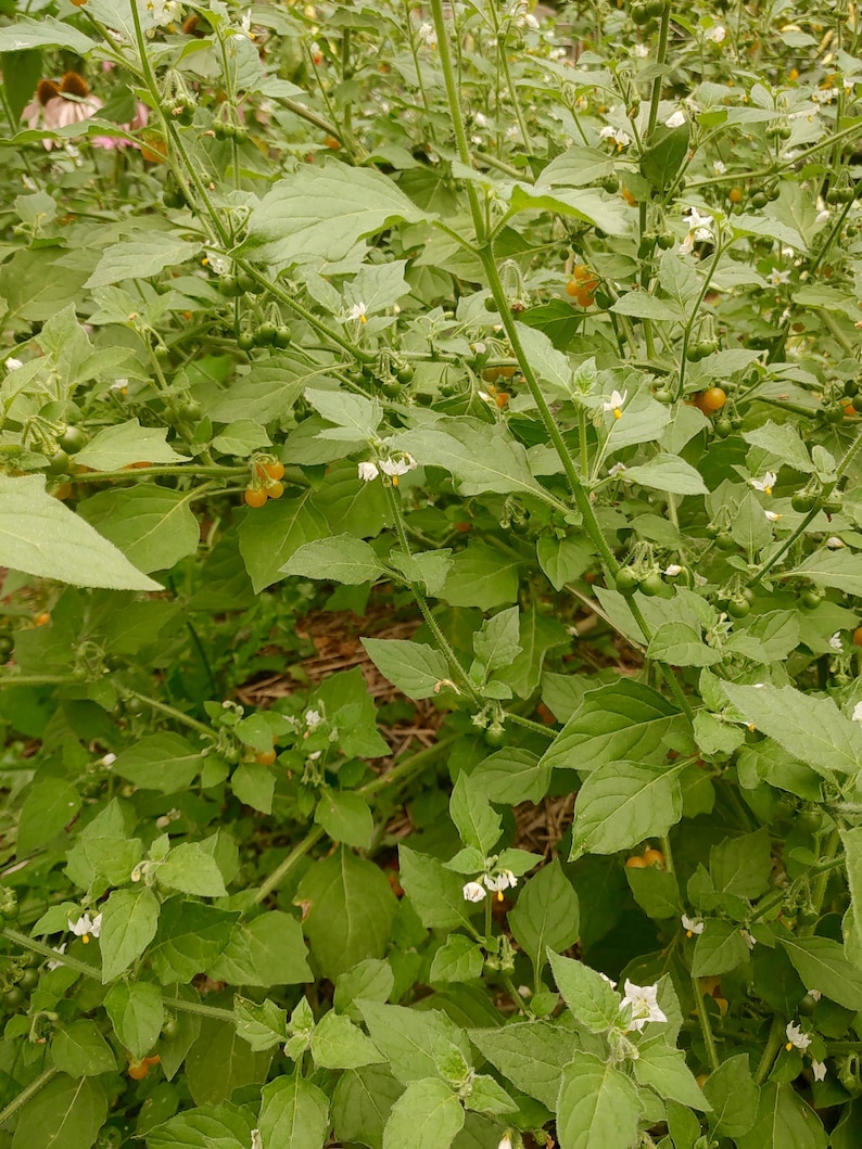 Golden Pearls Solanum Villosum Rare Sweet & Tangy Berries image 4