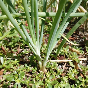 Welsh Onion Seeds - Allium Fistulosum - Delicious & Perennial
