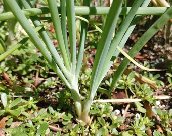 Welsh Onion Seeds - Allium Fistulosum - Delicious & Perennial