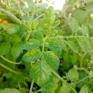 Wild Galapagos Island Tomato Seeds Lycopersicon Cheesmanii Delicious & Abundant image 3