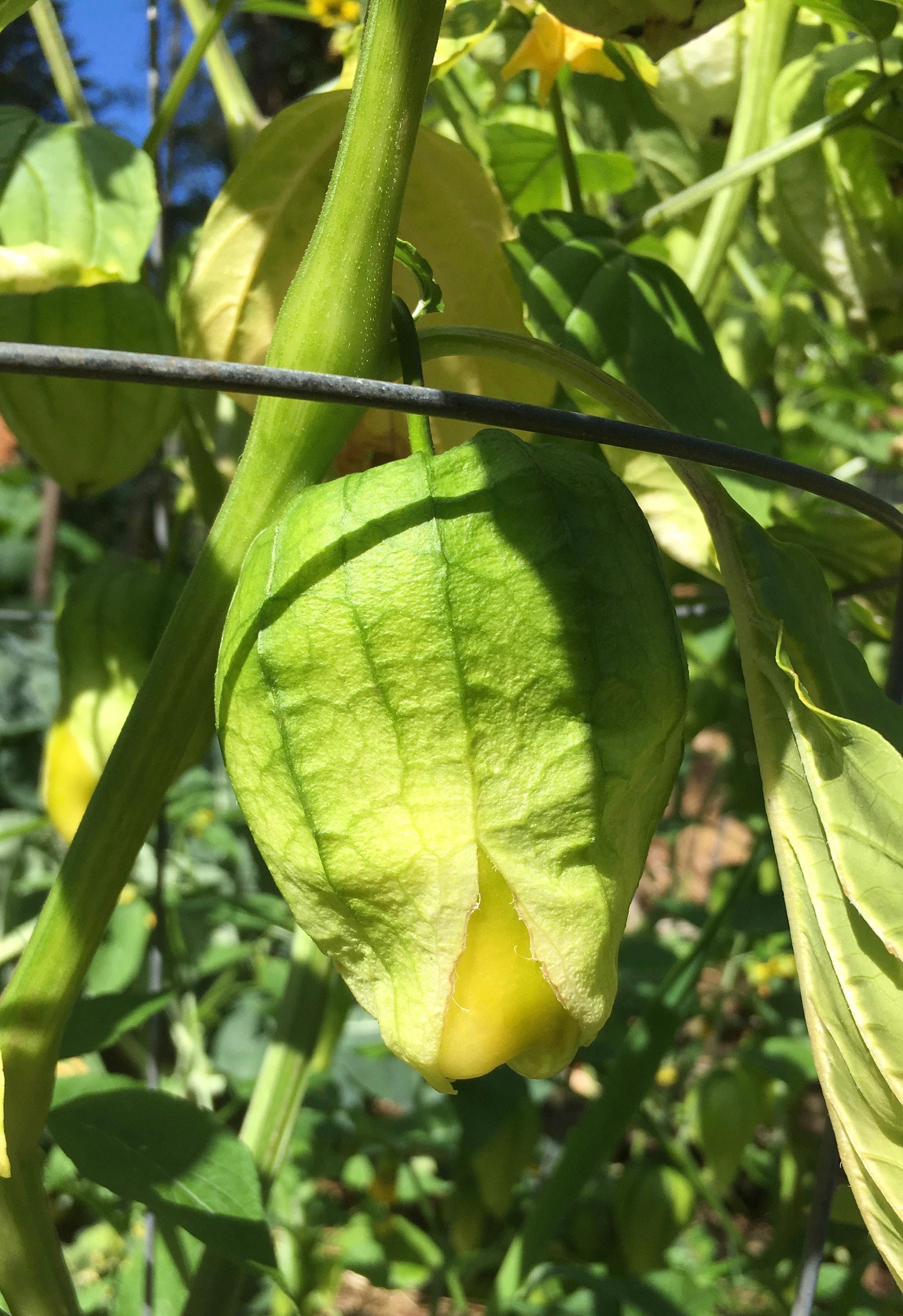 Queen of Malinalco Tomatillo Seeds Physalis Ixocarpa Etsy Canada