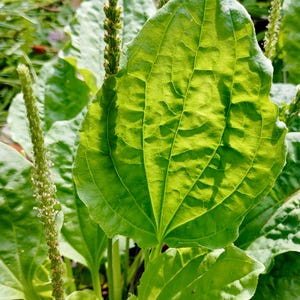 Breedbladige weegbreezaden - Plantago Major - voedzame, hoogproductieve en meerjarige bladgroente