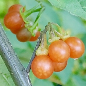 Sweet Amber Pearls Seeds - Solanum Alatum - Rare Sweet & Tangy Berries