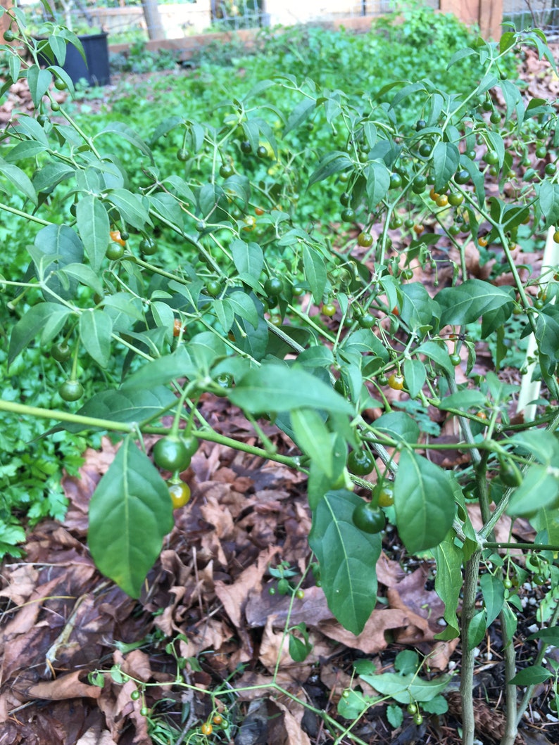 Cold Hardy Chili Pepper Seeds Capsicum Flexuosum aka Etsy