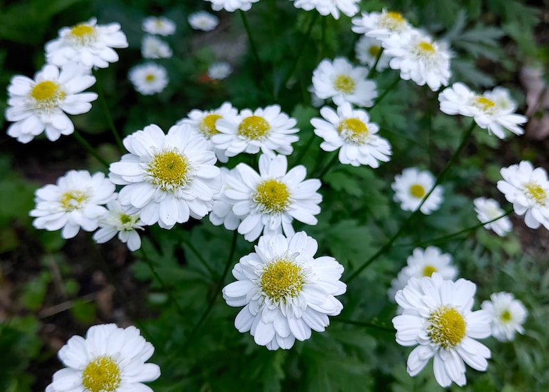 Feverfew Seeds Tanacetum Parthenium image 1