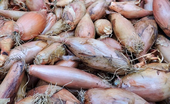 Zebrune Shallot Onion Seeds