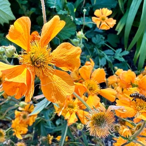 Geum Seeds - Geum Chiloense - Pretty & Pollinator Friendly