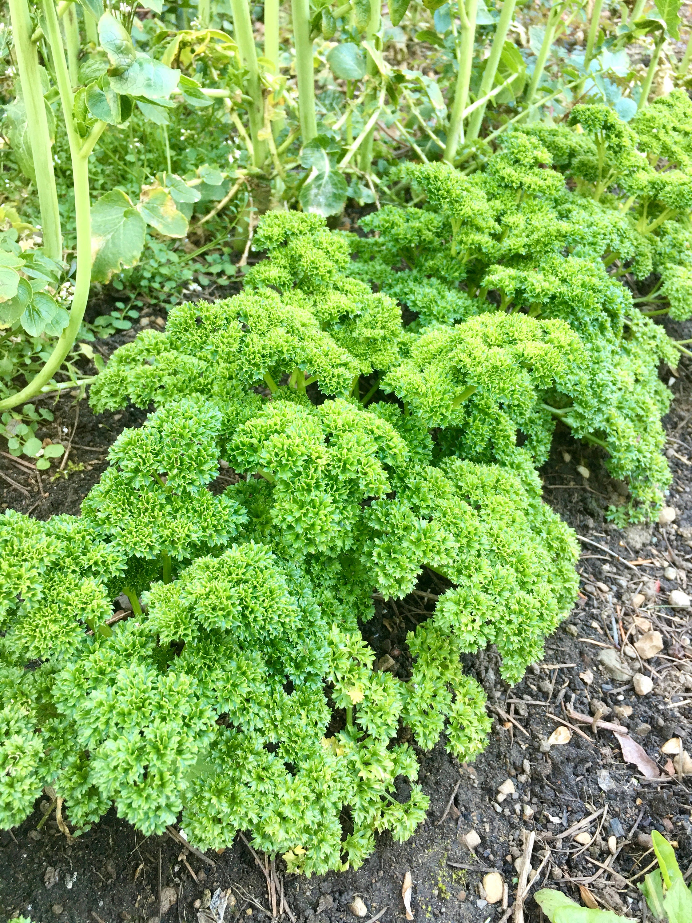 Curly Leaf Parsley Seeds Petroselinum Crispum Delicious & Etsy