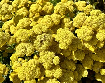 Op de afbeelding: Een close-up van een tros felgele bloemen. De bloemen zijn klein en rond en zijn gerangschikt in een dichte, compacte tros. De bloemen staan in volle bloei en worden omringd door groene bladeren.