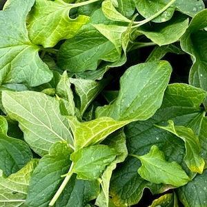 Puede incluir: Primer plano de un montón de hojas grandes y verdes con una superficie texturizada.