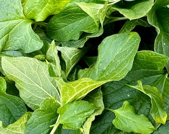 Good King Henry Seeds - Blitum Bonus-Herricus - Heerlijk, voedzaam en vaste plant