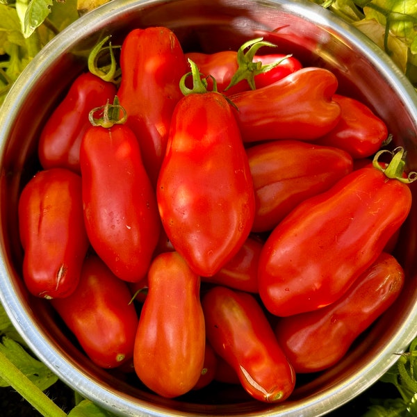 San Marzano Tomato Seeds - Solanum Lycopersicum - Delicious & Disease Resistant