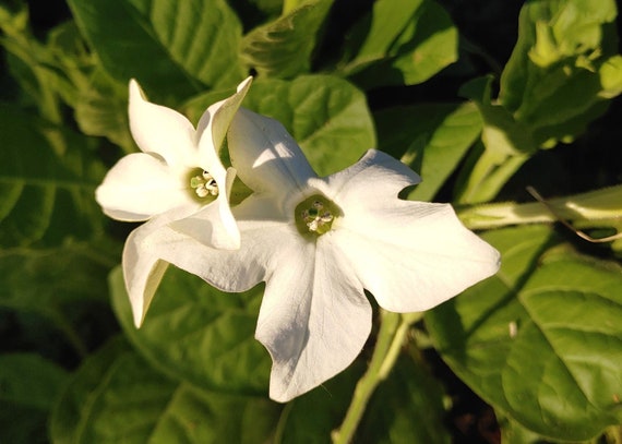 Free Shipping Grow Your Own Open Pollinated Flower Seeds Nicotiana alata Non GMO Jasmine Flowering Tobacco Naturally Grown Free Shipping Grow Your Own Open Pollinated Flower Seeds Nicotiana alata Non GMO Jasmine Flowering Tobacco Naturally Grown