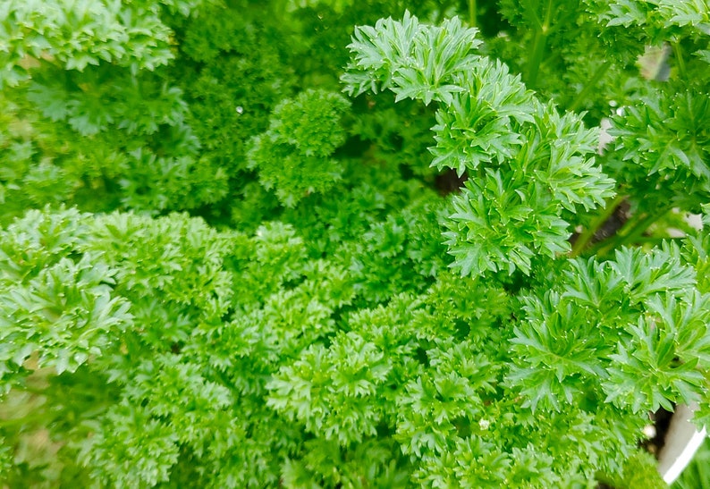 Curly Leaf Parsley Seeds Petroselinum Crispum Delicious & Etsy