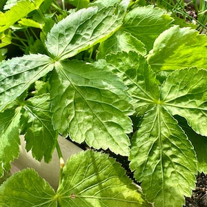 Könnte beinhalten: Nahaufnahme von leuchtend grünen Blättern mit ausgeprägten Adern. Die Blätter haben eine strukturierte Oberfläche und sind in einem geschichteten Muster angeordnet. Das Bild fängt die natürliche Schönheit der Pflanze ein und zeigt ihr frisches, gesundes Aussehen. Die Blätter befinden sich in einem Garten.