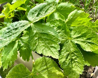 ミツバの種 - Cryptotaenia Japonica - 希少、美味しい、多年生
