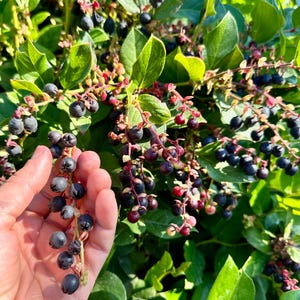 Salal Seeds - Gaultheria Shallon - Delicious, Nutritious, and Perennial