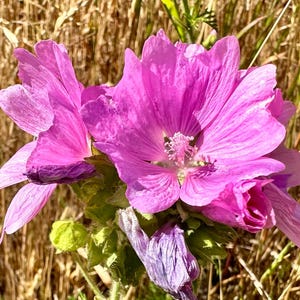 Musk Mallow Seeds - Malva Moschata - Edible, Nutritious, and Perennial