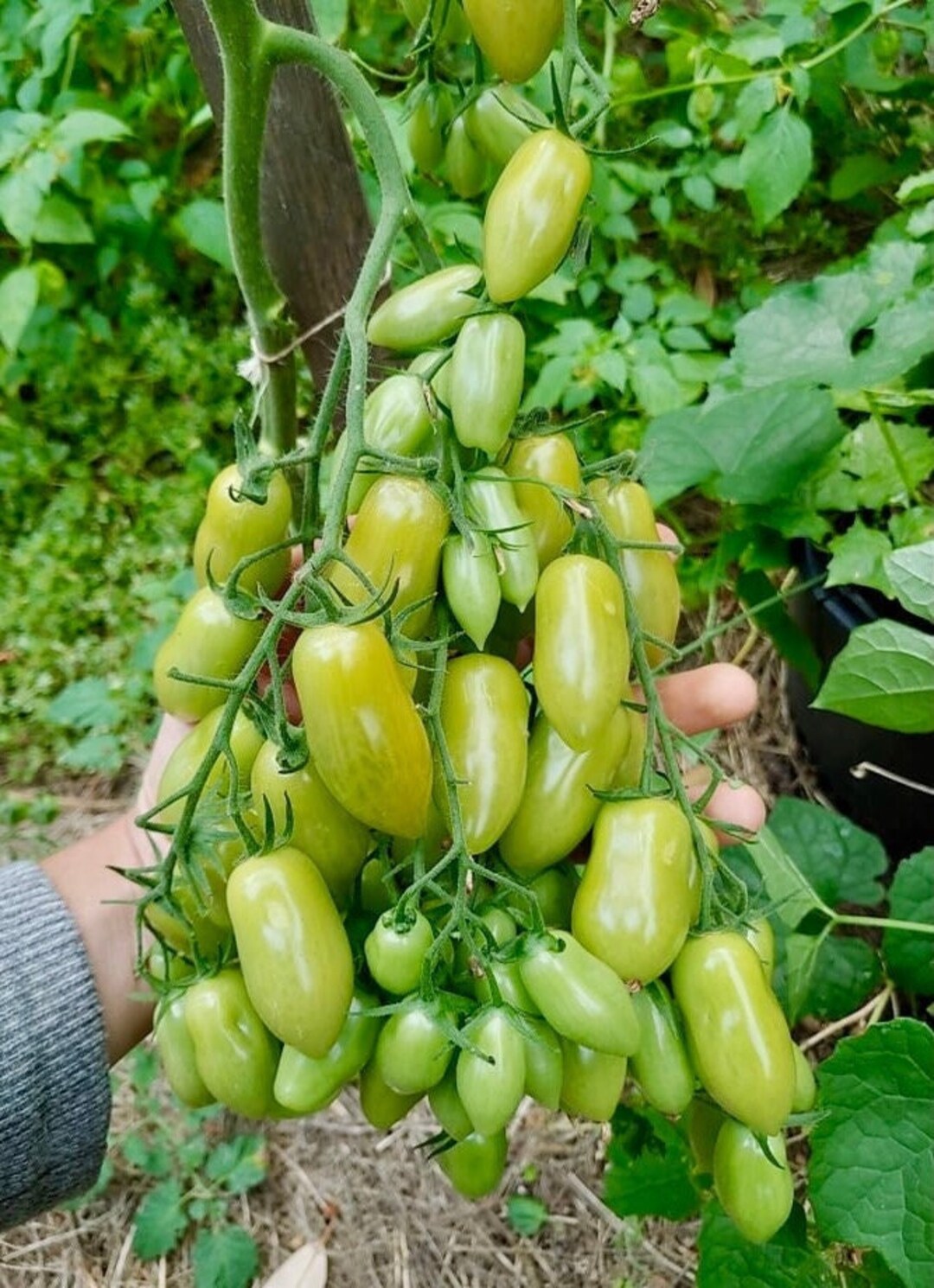 Pomodoro Tondo Liscio Da Insalata - Foto 6