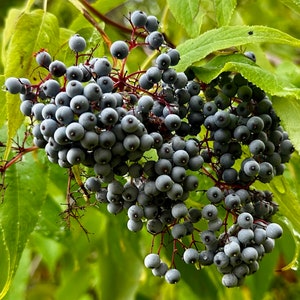 Blue Elderberry Seeds - Sambucus Nigra spp. Cerulea - Sweet, Tangy, and Perennial
