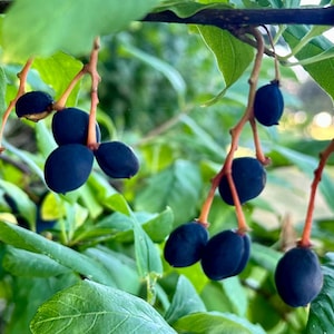 Oemleria Cerasiformis - Graines de baies d'osier - Doux, délicieux et vivace