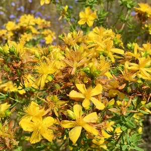 St. John's Wort Seeds Hypericum Perforatum image 3