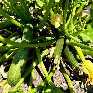 Graines de courgette vert foncé - Cucurbita Pepo - Délicieuses et abondantes