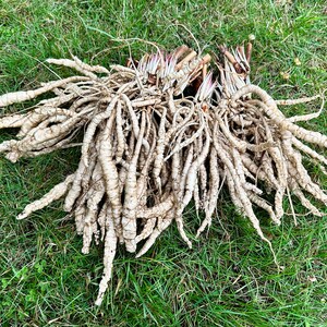 Skirret Seeds Sium Sisarum Rare, Delicious, and Perennial Vegetable image 2