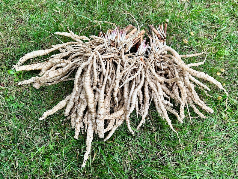 Skirret Seeds Sium Sisarum Rare, Delicious, and Perennial Vegetable image 2