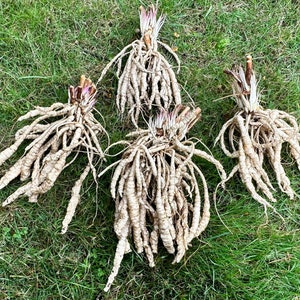 Skirret Seeds Sium Sisarum Rare, Delicious, and Perennial Vegetable image 4