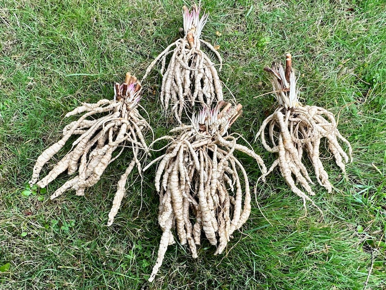 Skirret Seeds Sium Sisarum Rare, Delicious, and Perennial Vegetable image 4