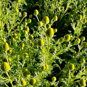 May include: A close-up of a green plant with many small, round, yellow flower buds. The plant has a feathery, delicate texture.