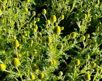 Pineapple Weed - Matricaria Discoidea - Nutritious & Tasty Tea Herb