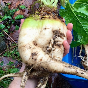 以下が含まれることがあります： 長くねじれた根を持つ、大きく白いカブ。カブは土で覆われており、緑色の頭頂部があります。人の手に持たれています。