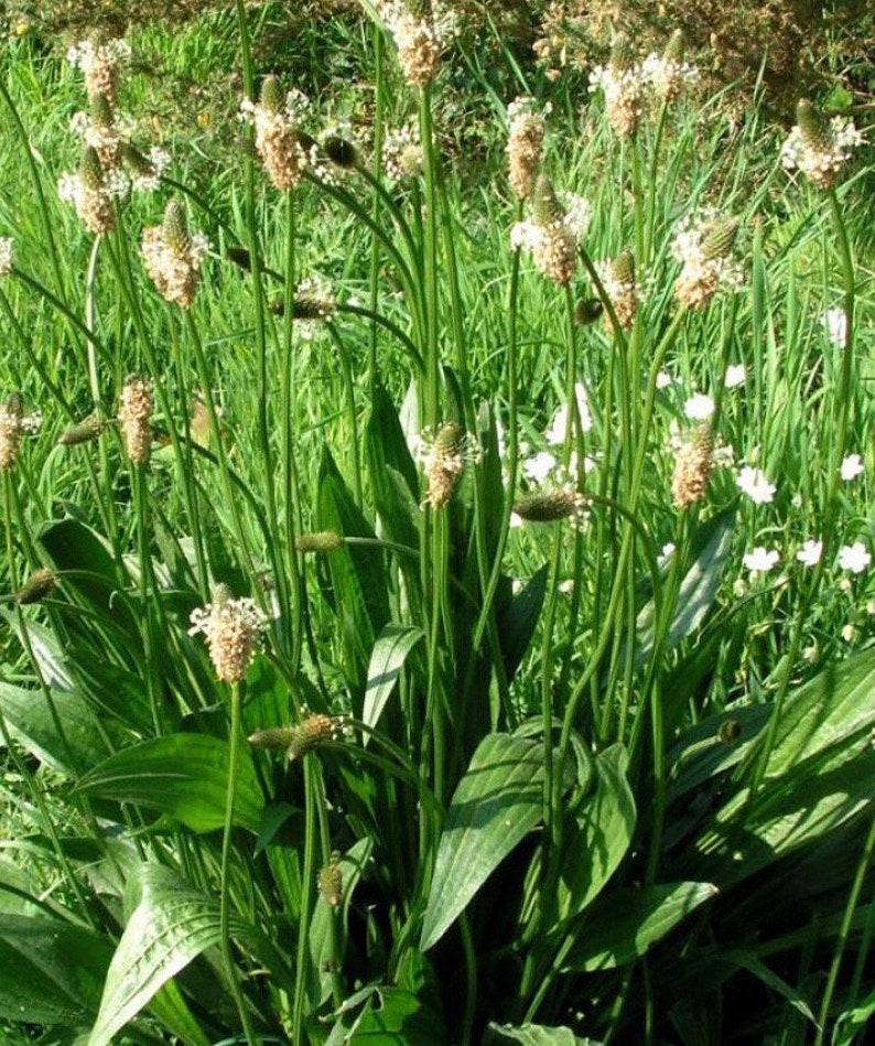 Narrowleaf Plantain Seeds Plantago Lanceolata Nutritious High Yielding Perennial Leaf Vegetable image 1