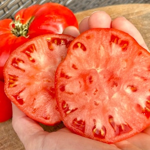 Alte deutsche Tomatensamen - Solanum Lycopersicum - lecker, vielseitig und kräftig