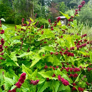 May include: A garden scene featuring plants with bright green leaves and striking red berries. The berries are clustered along the stems, creating a visually appealing contrast. The background includes a glimpse of a wooden structure and green foliage.