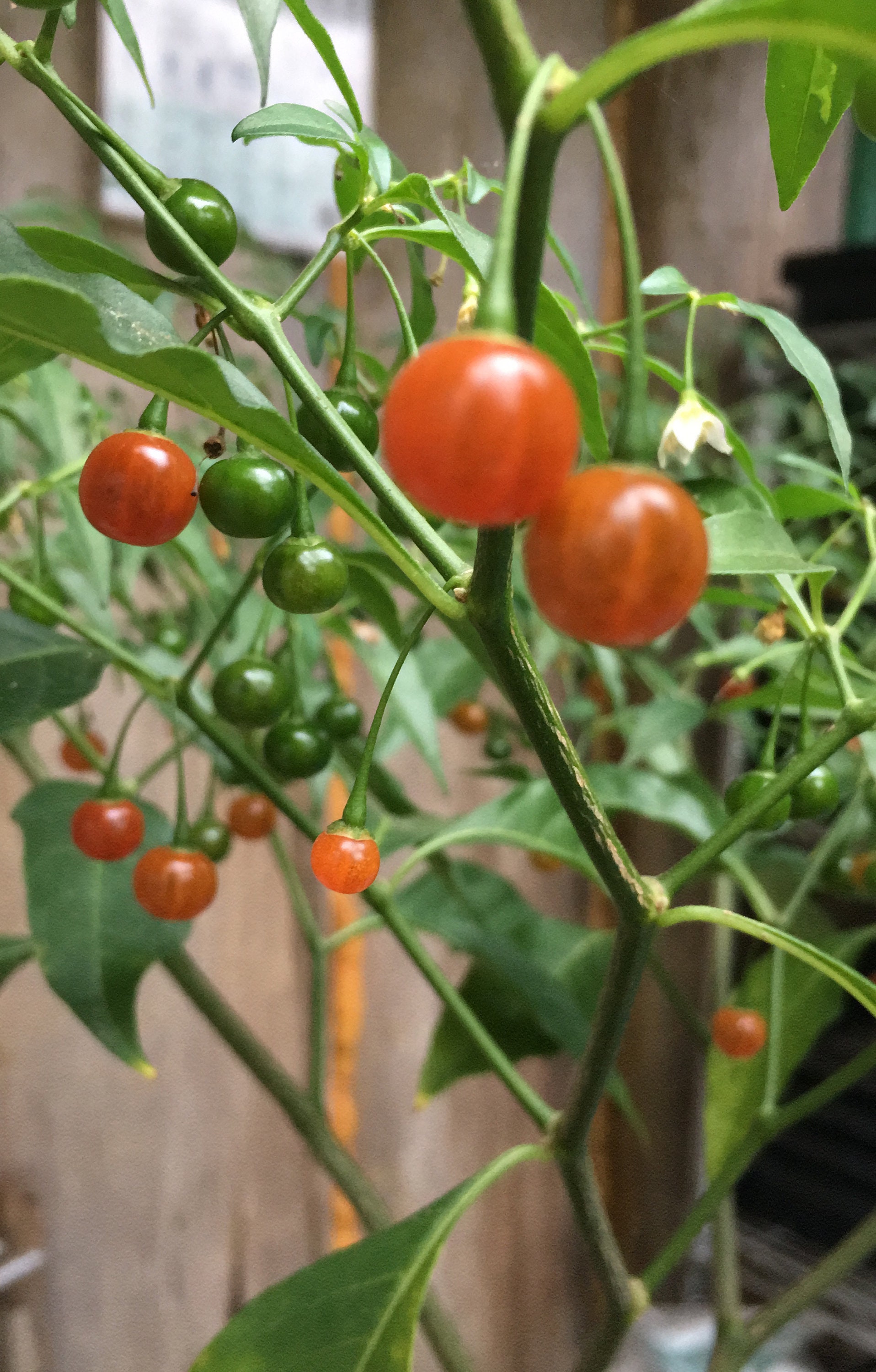 Cold Hardy Chili Pepper Seeds Capsicum Flexuosum aka Etsy