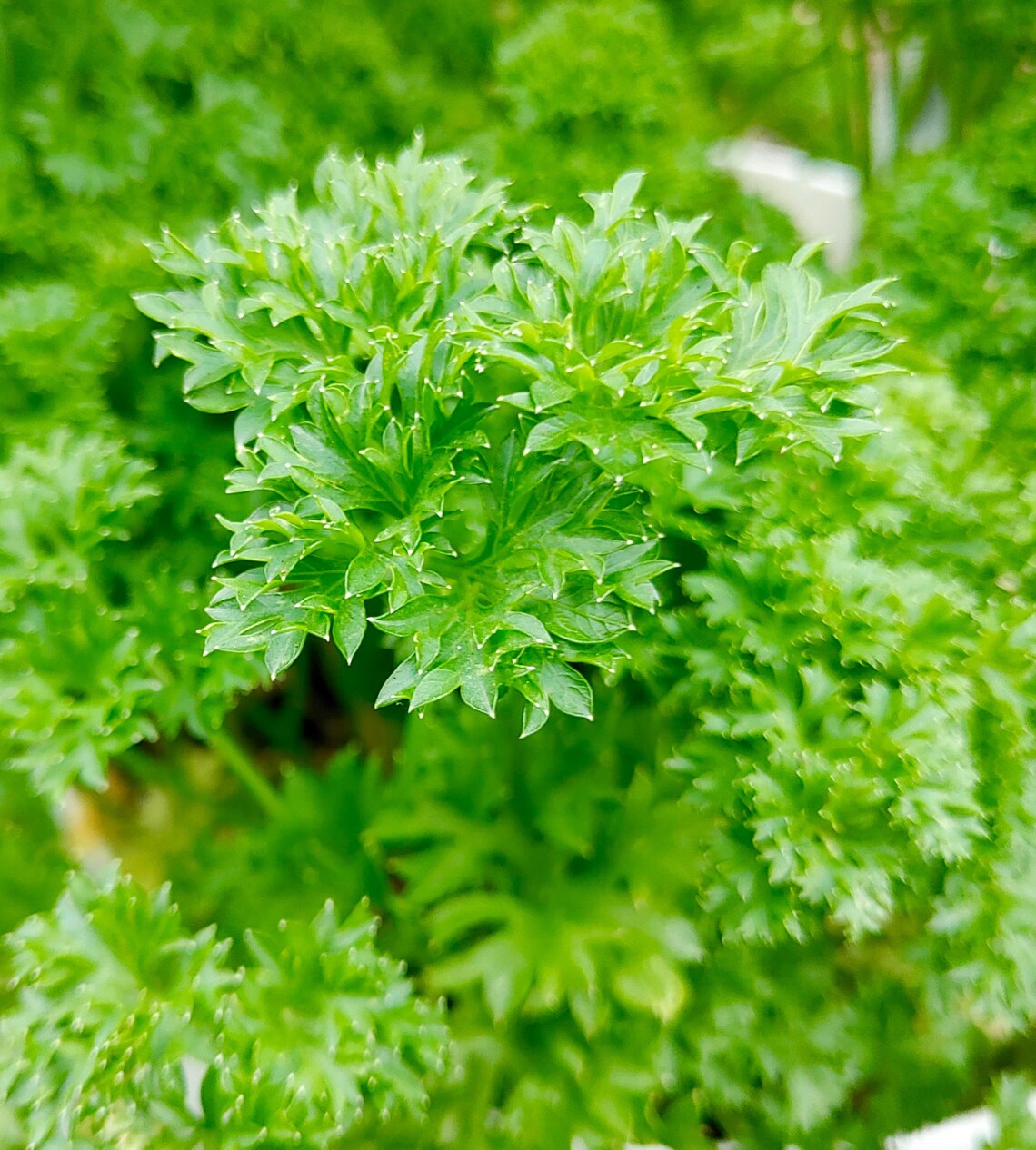 Curly Leaf Parsley Seeds Petroselinum Crispum Delicious & Etsy