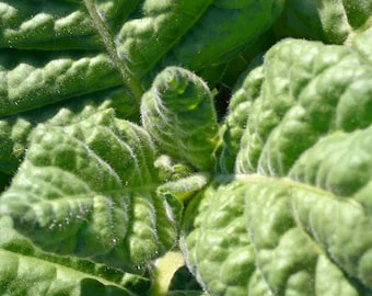 Aztec Tobacco Seeds - Nicotiana Rustica - Strong Tobacco 18% Nicotine