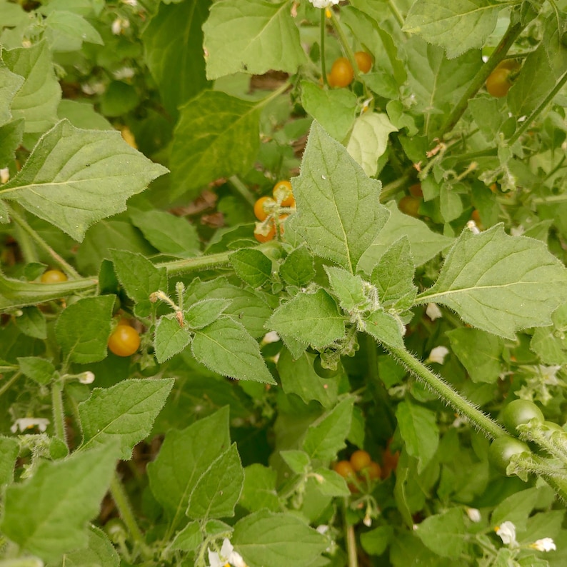 Golden Pearls Solanum Villosum Rare Sweet & Tangy Berries image 3